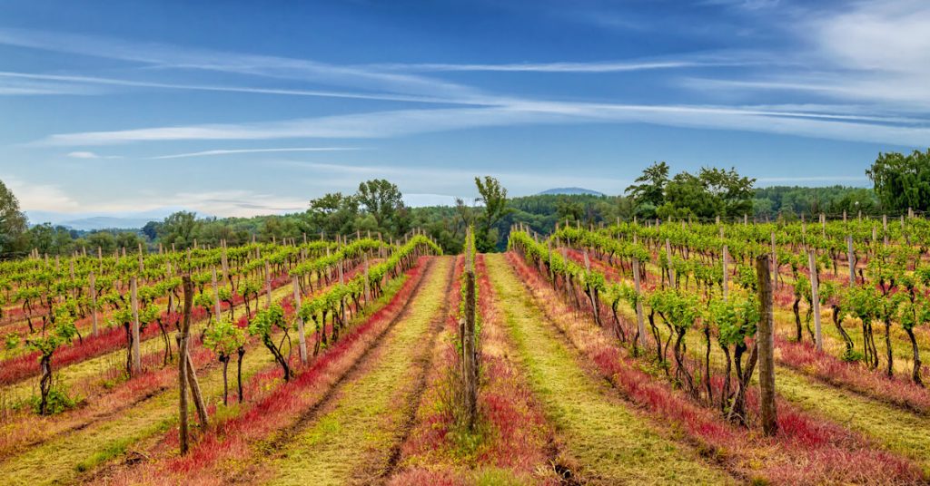 ungarn tokaj vinlandsbyer