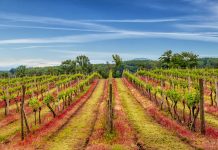 ungarn tokaj vinlandsbyer